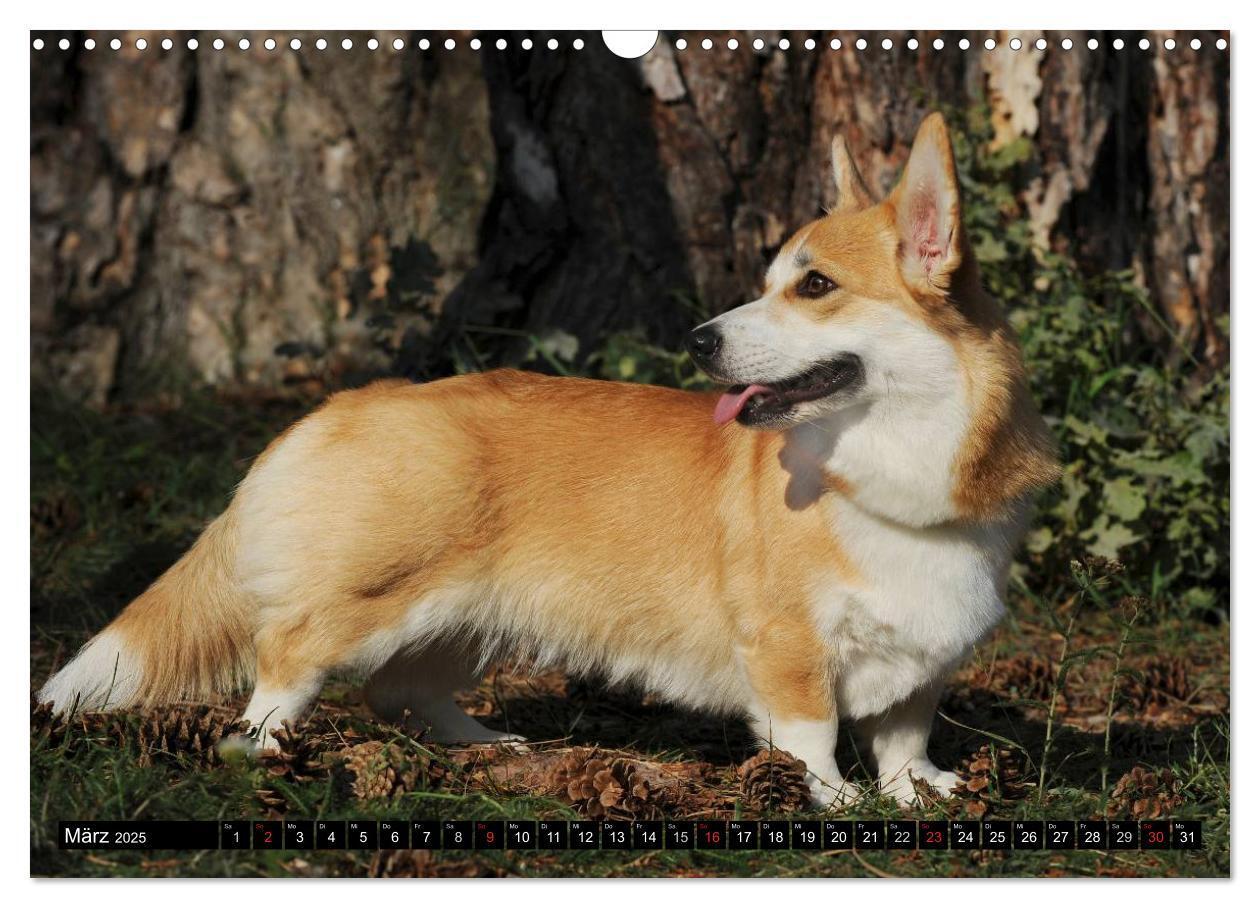 Bild: 9783435670734 | Welsh Corgi - Kobold auf 4 Pfoten (Wandkalender 2025 DIN A3 quer),...