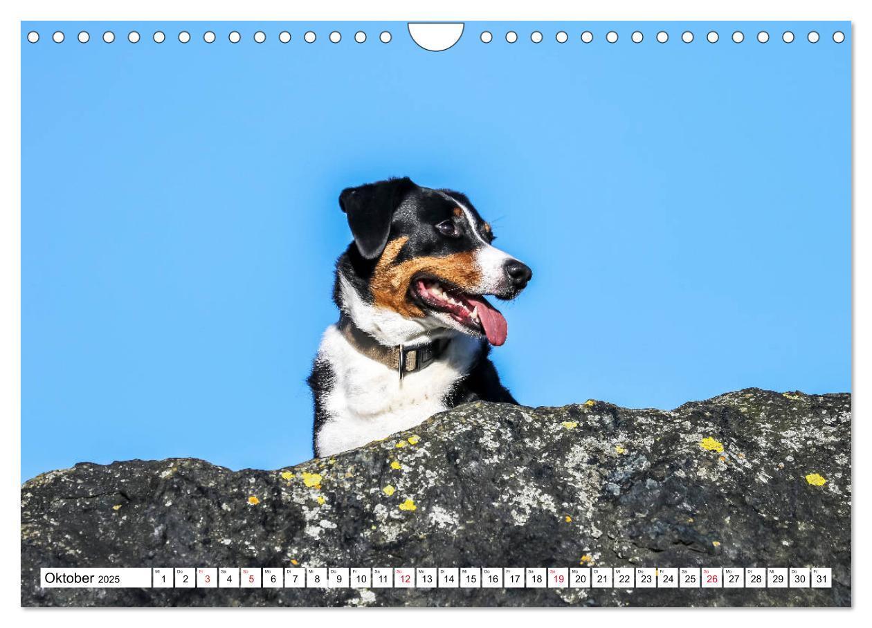 Bild: 9783435332915 | Appenzeller Sennenhunde (Wandkalender 2025 DIN A4 quer), CALVENDO...