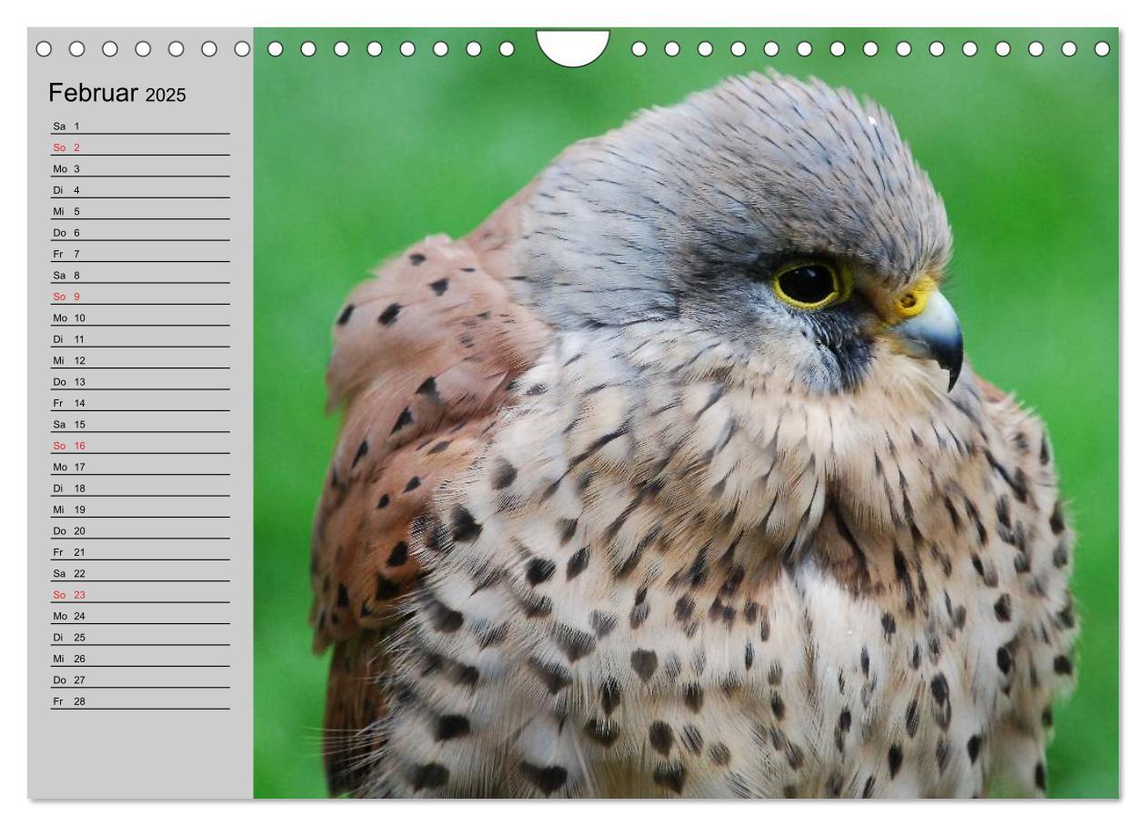 Bild: 9783435549535 | Falken und Greifvögel - Edle Jäger (Wandkalender 2025 DIN A4 quer),...