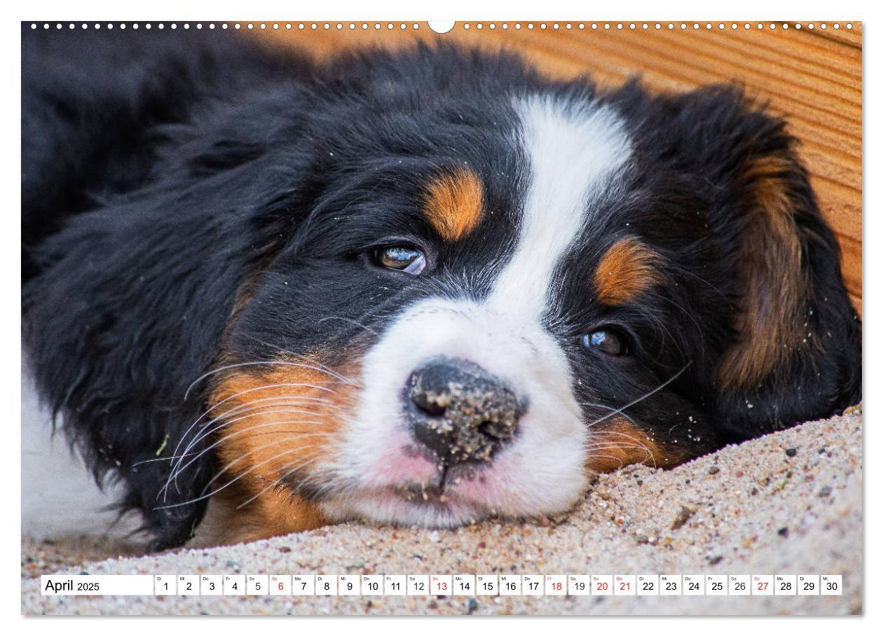 Bild: 9783435212460 | Kleine Herzen auf 4 Pfoten - Berner Sennenhunde (hochwertiger...