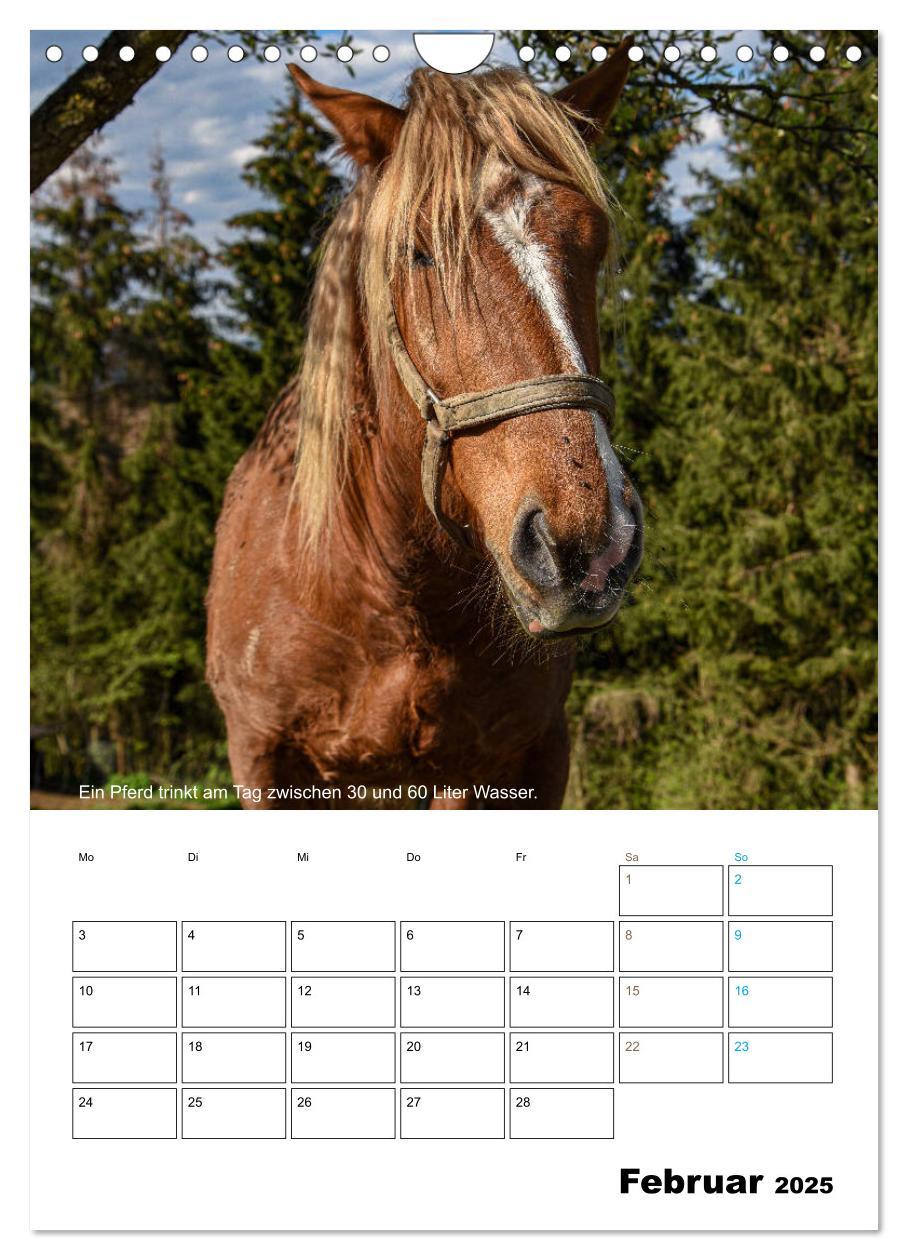 Bild: 9783435943203 | Liebenswerte Landtiere (Wandkalender 2025 DIN A4 hoch), CALVENDO...