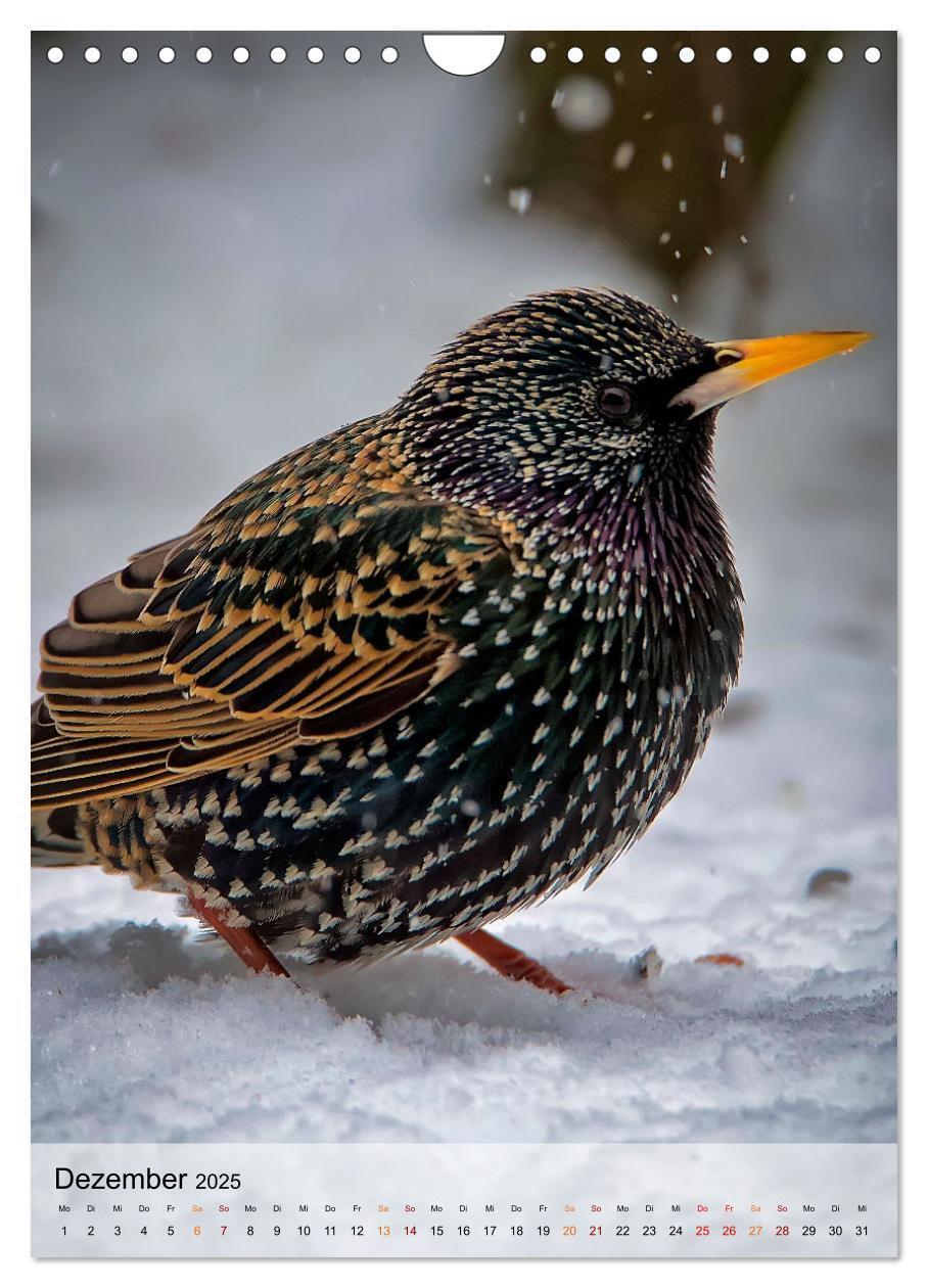 Bild: 9783435931316 | Vögel - gefiederte Freunde in unserer Natur (Wandkalender 2025 DIN...