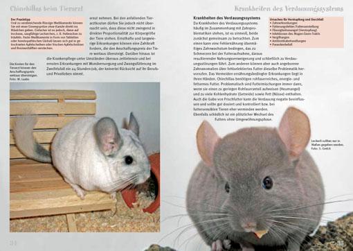 Bild: 9783866591479 | Chinchillas | Chinchilla lanigera | Manuela Laabs | Taschenbuch | 2010