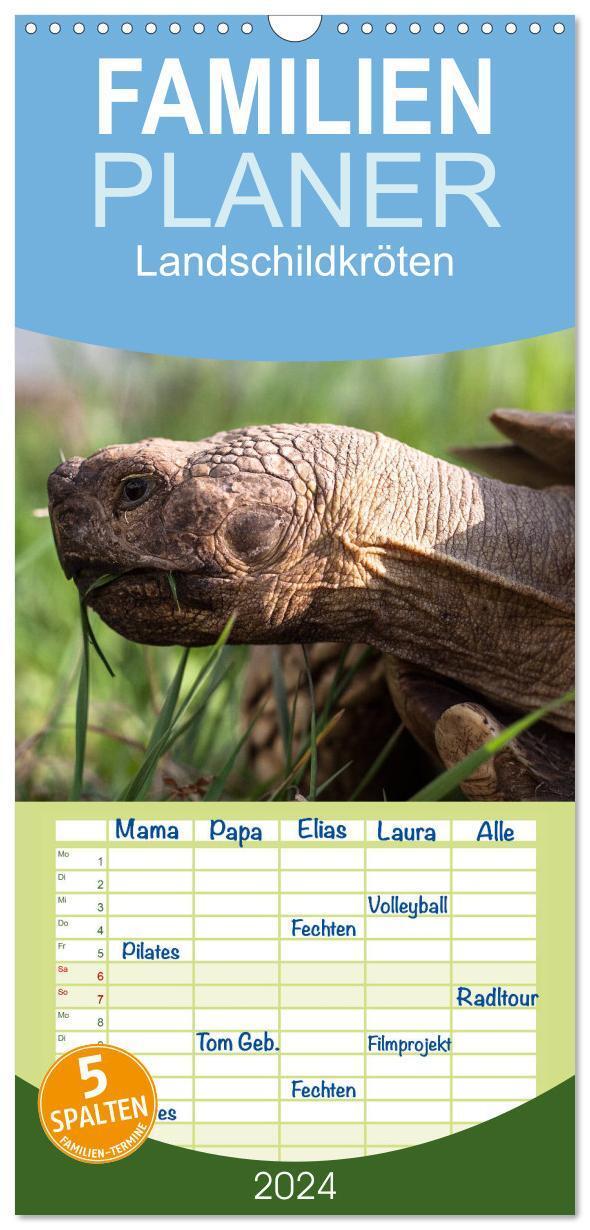 Cover: 9783383104930 | Familienplaner 2024 - Landschildkröten mit 5 Spalten (Wandkalender,...