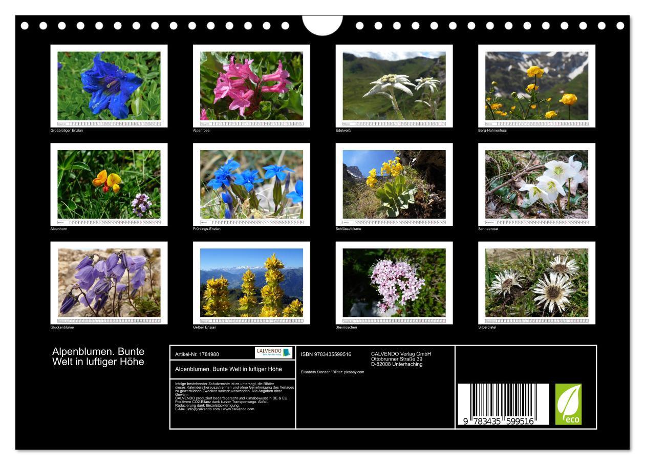 Bild: 9783435599516 | Alpenblumen. Bunte Welt in luftiger Höhe (Wandkalender 2025 DIN A4...