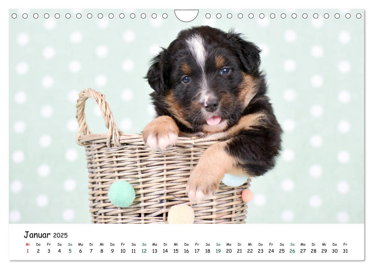 Bild: 9783435324224 | Baby Pfoten (Wandkalender 2025 DIN A4 quer), CALVENDO Monatskalender