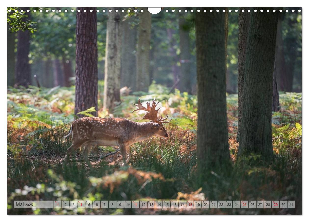 Bild: 9783435617159 | Emotionale Momente: Das Damwild. (Wandkalender 2025 DIN A3 quer),...