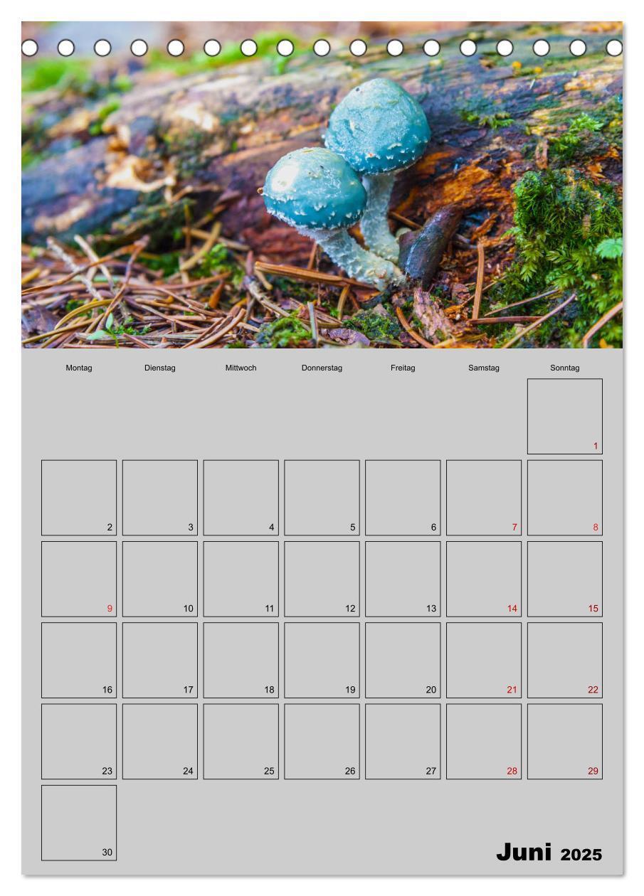 Bild: 9783435942367 | Quer durch die Pilze (Tischkalender 2025 DIN A5 hoch), CALVENDO...