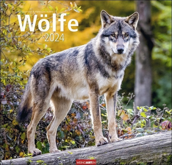 Cover: 9783840084867 | Wölfe. Tierkalender 2024 mit Wolf-Fotos vom bekannten...