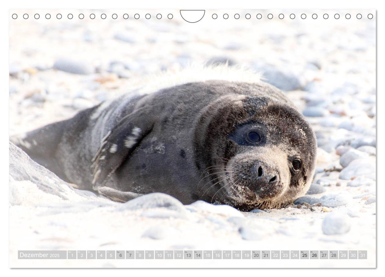 Bild: 9783435252442 | Kegelrobben - Die Kegelrobben von Helgoland (Wandkalender 2025 DIN...