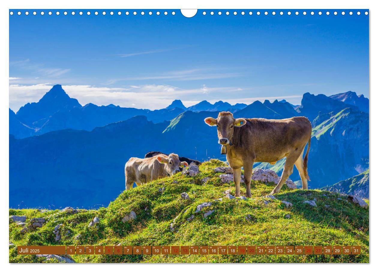 Bild: 9783435347469 | Allgäuer Schönheiten Allgäu - Land der Kühe (Wandkalender 2025 DIN...