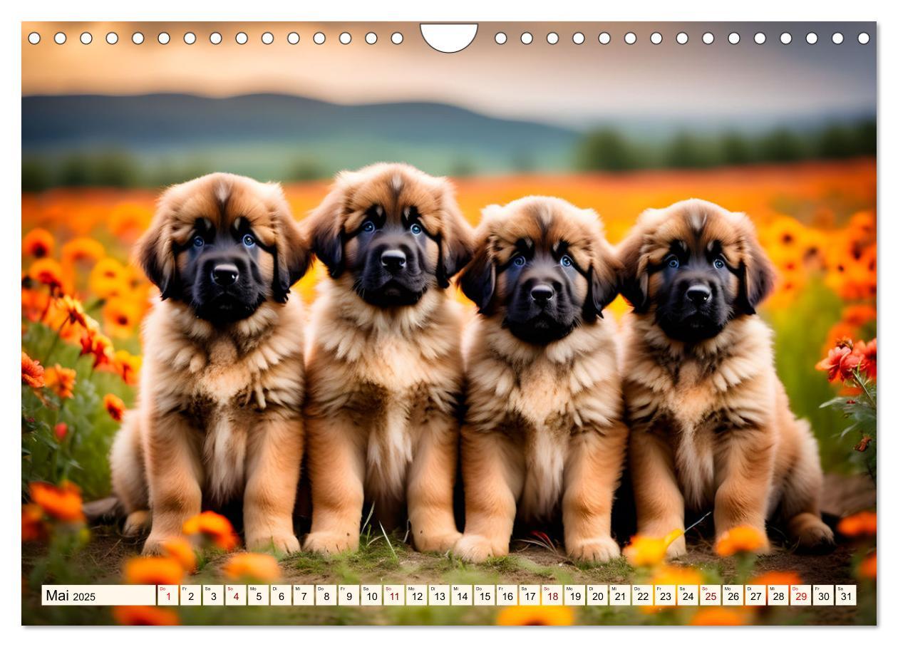 Bild: 9783457244487 | Leonberger - der zahme Löwe (Wandkalender 2025 DIN A4 quer),...