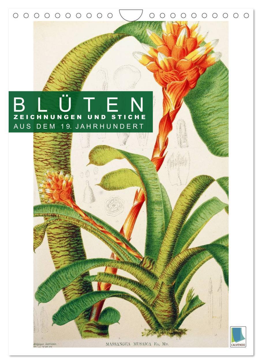 Cover: 9783675900240 | Blüten: Zeichnungen und Stiche aus dem 19. Jahrhundert...