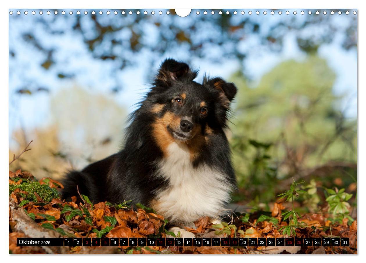 Bild: 9783435409686 | Shetland Sheepdogs - Kleine Charmeure (Wandkalender 2025 DIN A3...