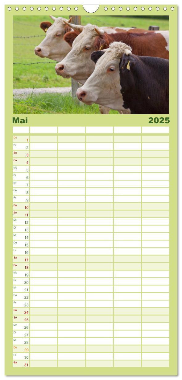 Bild: 9783457126547 | Familienplaner 2025 - Kühe mit 5 Spalten (Wandkalender, 21 x 45 cm)...