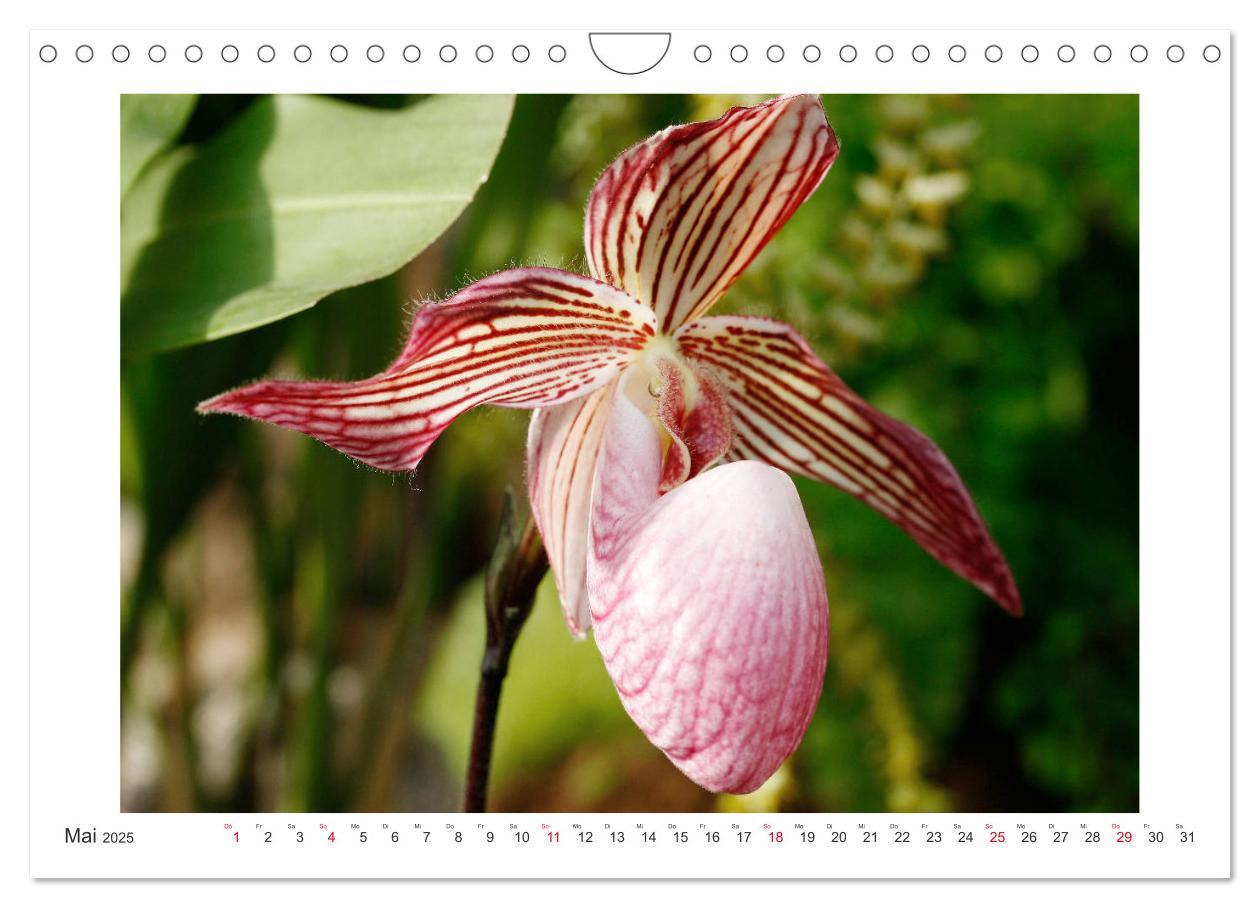 Bild: 9783435289455 | Orchideen Feuerwerk der Farben (Wandkalender 2025 DIN A4 quer),...