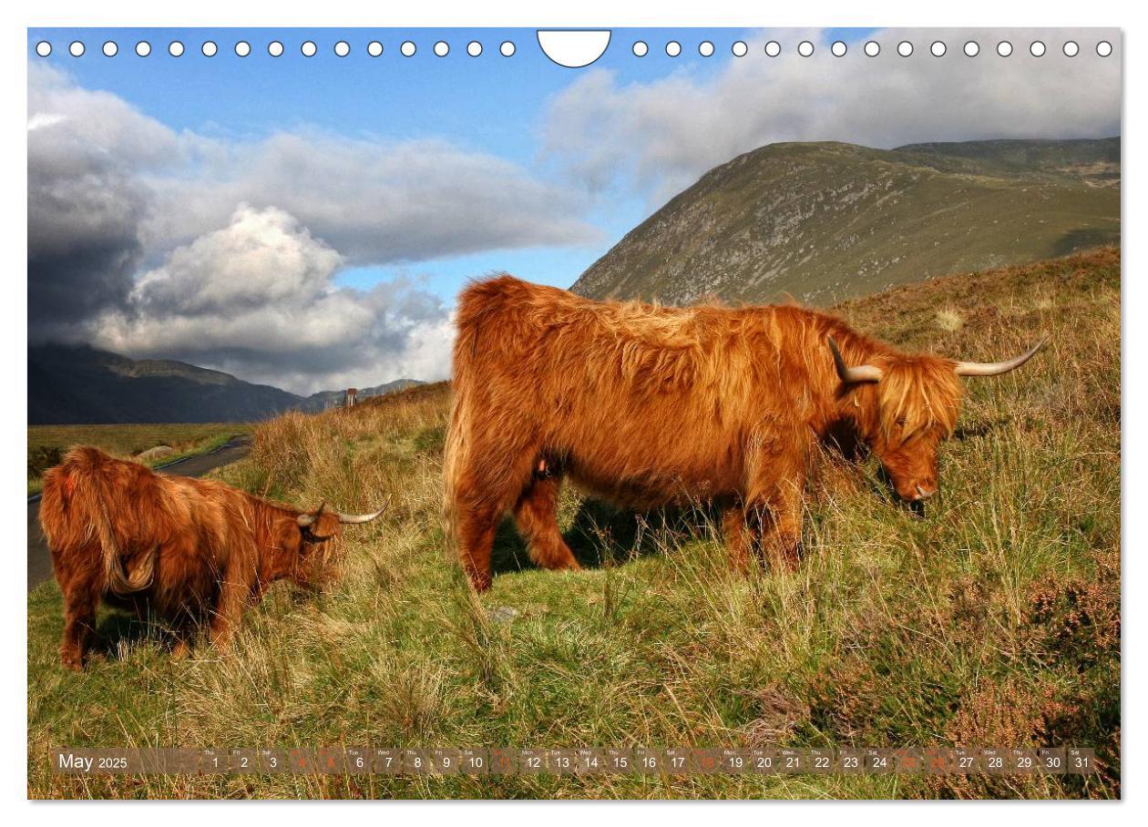 Bild: 9781325994274 | Highland Cattle - Native Breed of Scotland (Wall Calendar 2025 DIN...