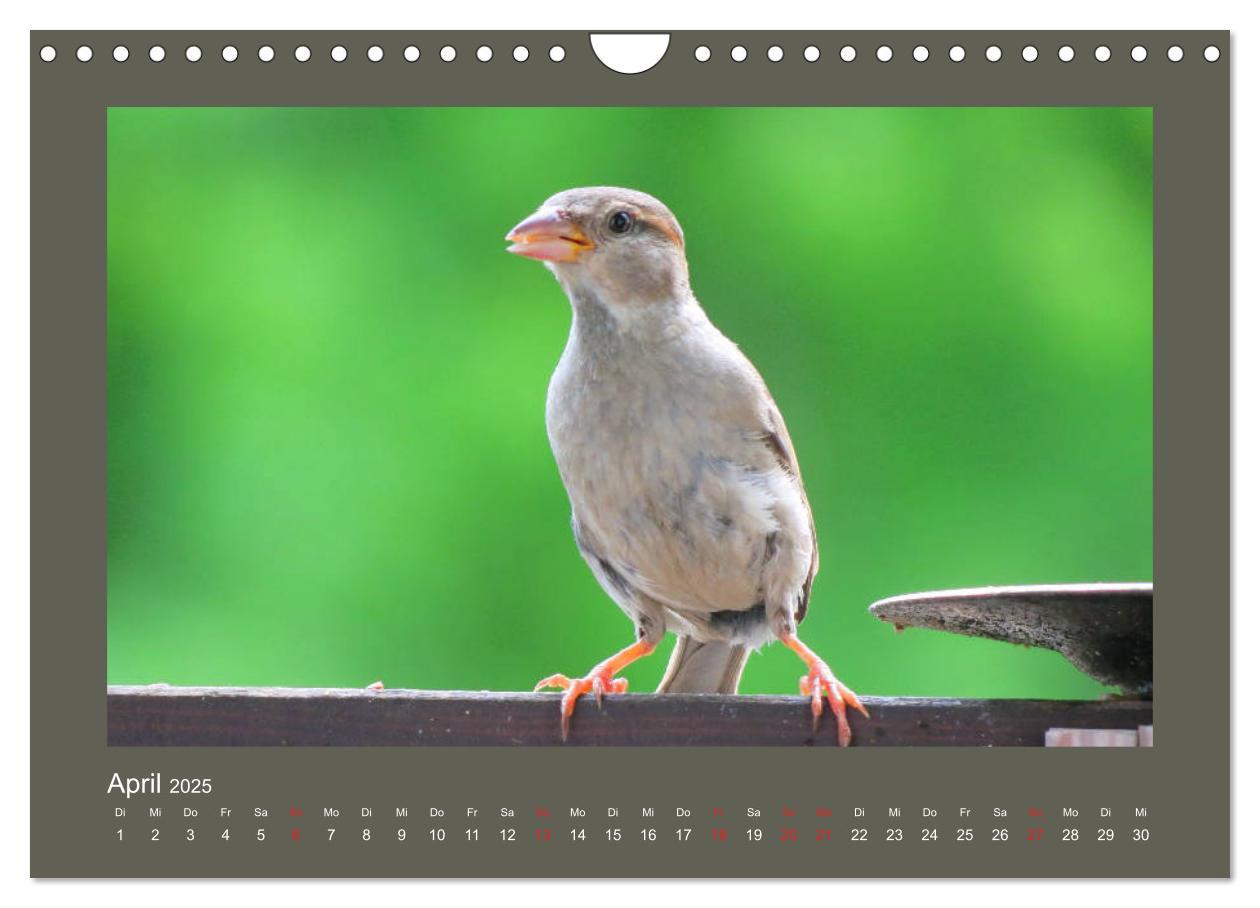 Bild: 9783435206049 | Vogelporträts - Heimische Vögel auf meinem Balkon (Wandkalender...