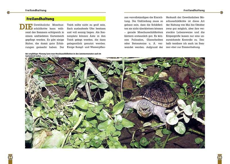 Bild: 9783937285344 | Die Moschusschildkröte | Sternotherus odoratus | Maik Schilde | Buch