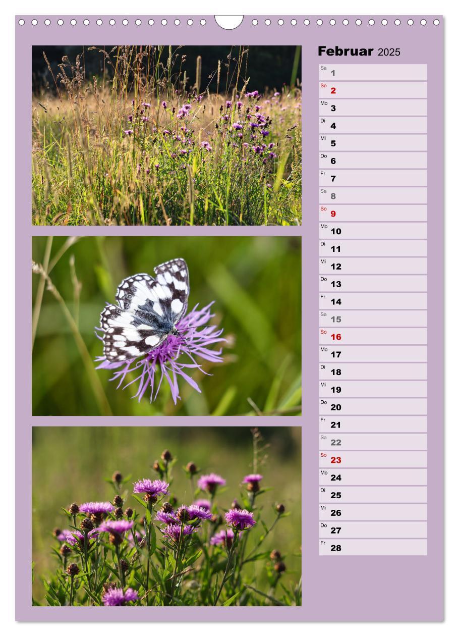 Bild: 9783457173336 | Farbenzauber, bunte Wiesen und bunte Falter (Wandkalender 2025 DIN...