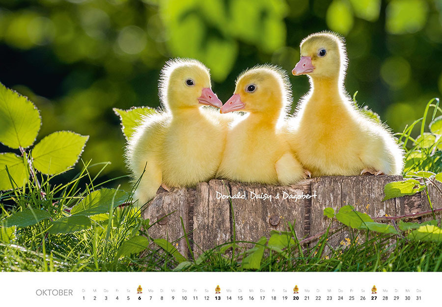 Bild: 9783966646246 | Tierkinder auf dem Bauernhof Kalender 2024 | Klein | Kalender | 14 S.