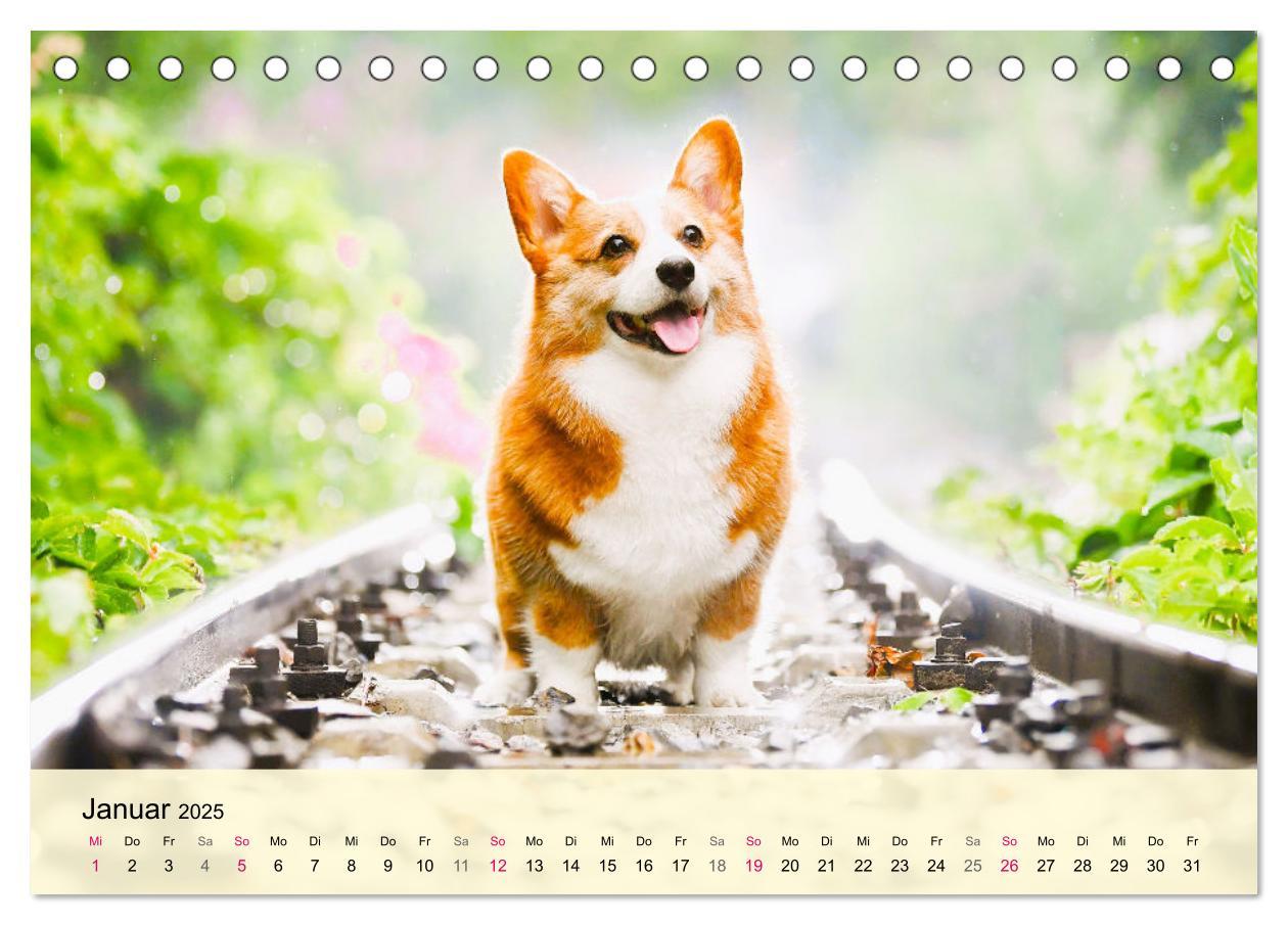 Bild: 9783435019502 | Welsh Corgi. Zauberhafter Dickkopf auf kurzen Beinen (Tischkalender...