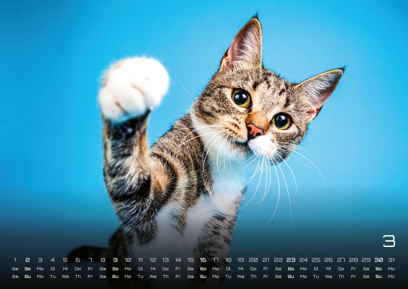 Bild: 9783986733858 | Miau - Unsere Stubentiger - Der Katzenkalender - 2025 - Kalender...