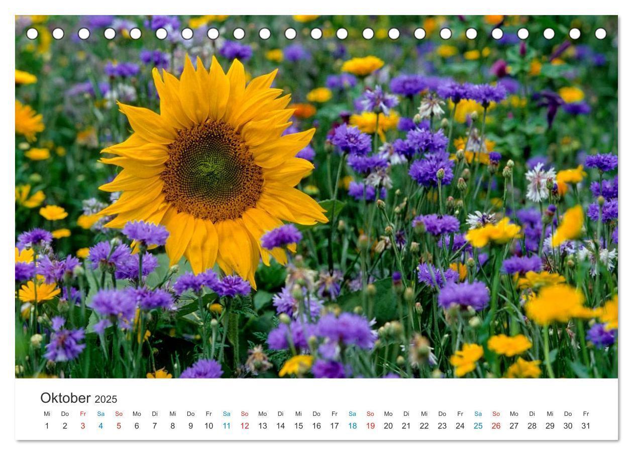 Bild: 9783435785841 | Sonnenblumen 2025 (Tischkalender 2025 DIN A5 quer), CALVENDO...