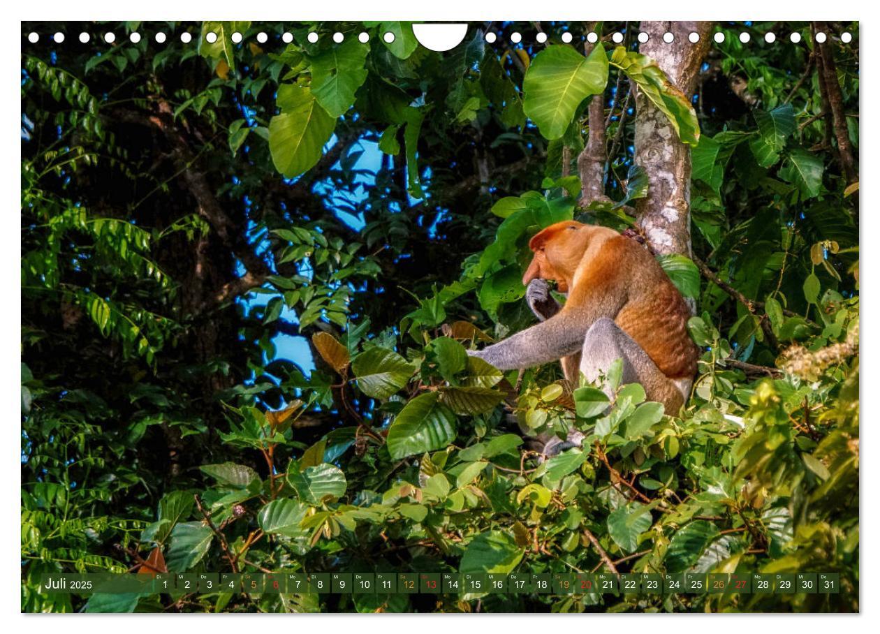 Bild: 9783435219490 | Nasenaffen von Borneo (Wandkalender 2025 DIN A4 quer), CALVENDO...