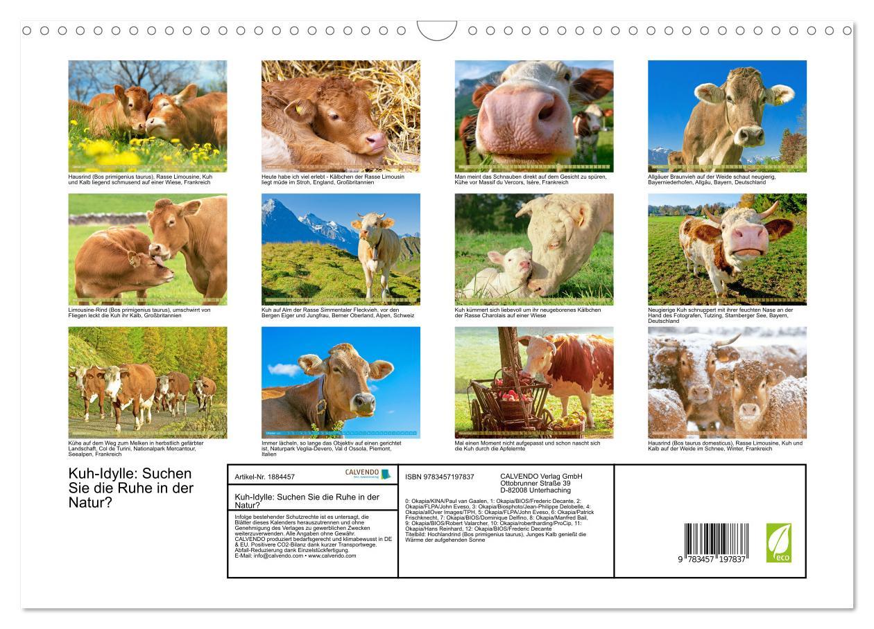 Bild: 9783457197837 | Kuh-Idylle: Suchen Sie die Ruhe in der Natur? (Wandkalender 2025...