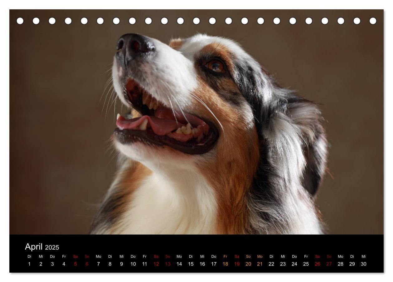 Bild: 9783435435517 | Charmante Australian Shepherds (Tischkalender 2025 DIN A5 quer),...