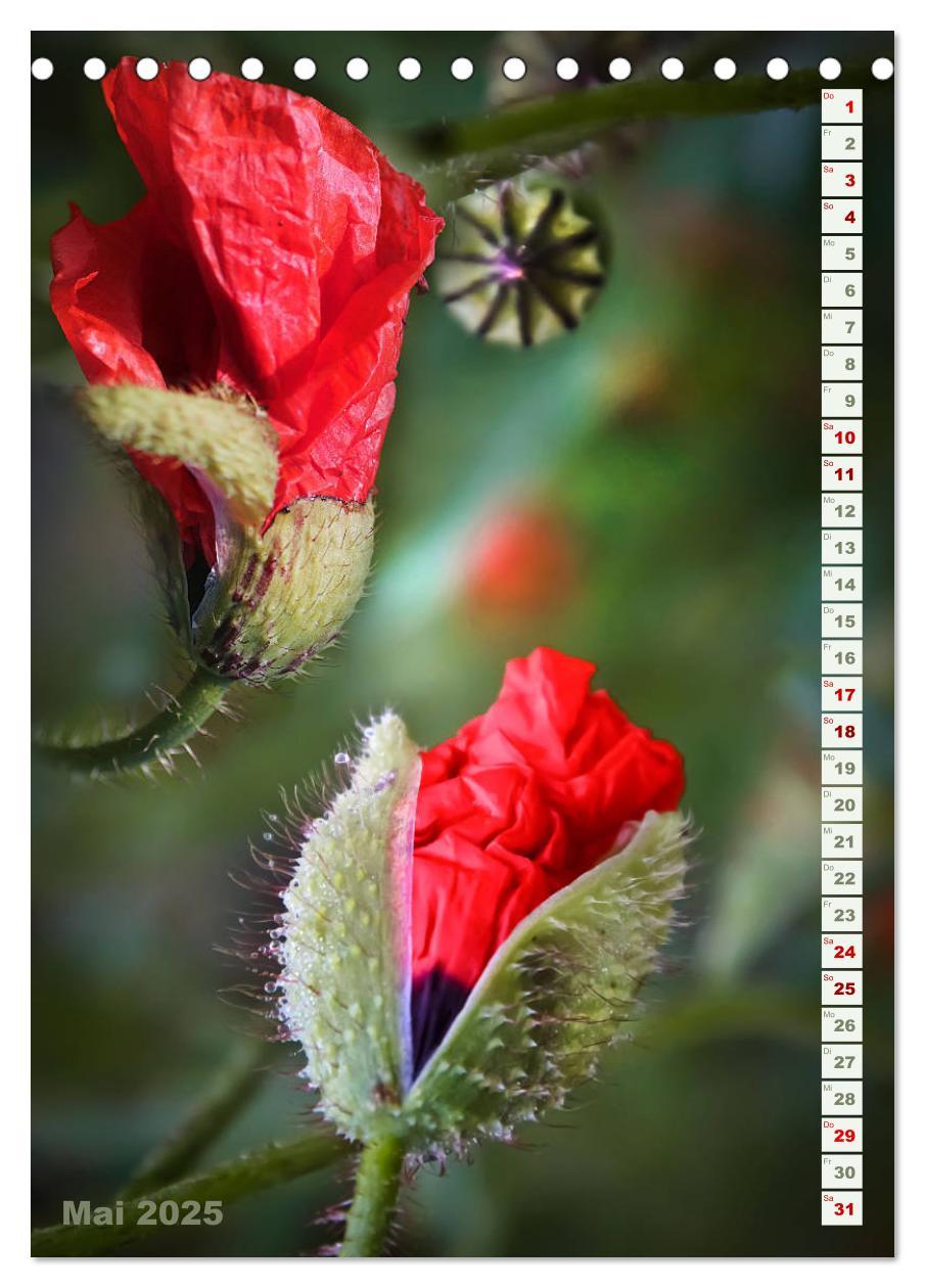 Bild: 9783435926992 | Es werde Mohn (Tischkalender 2025 DIN A5 hoch), CALVENDO...