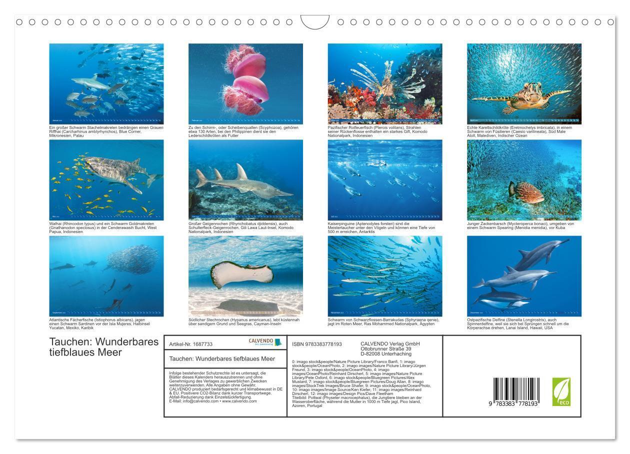 Bild: 9783383778193 | Tauchen: Wunderbares tiefblaues Meer (Wandkalender 2025 DIN A3...