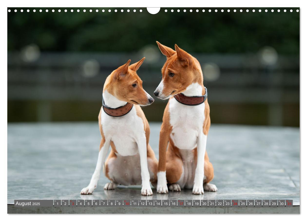 Bild: 9783457195710 | Der Basenji (Wandkalender 2025 DIN A3 quer), CALVENDO Monatskalender