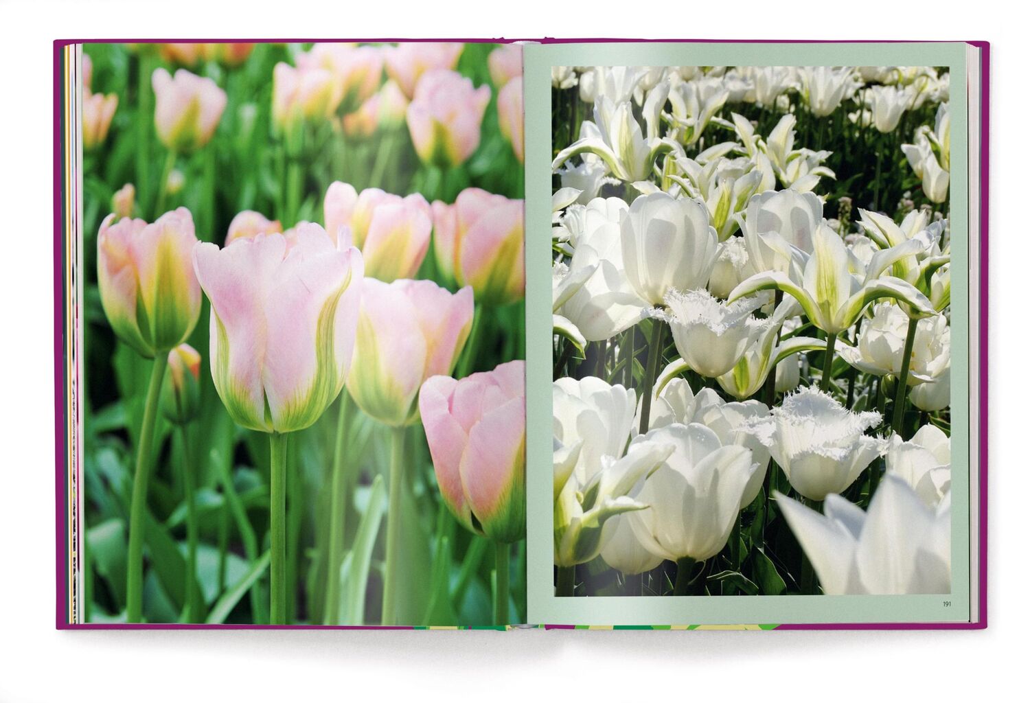 Bild: 9783961715428 | Floramour: Tulpen | Karin Greiner (u. a.) | Buch | 208 S. | Deutsch