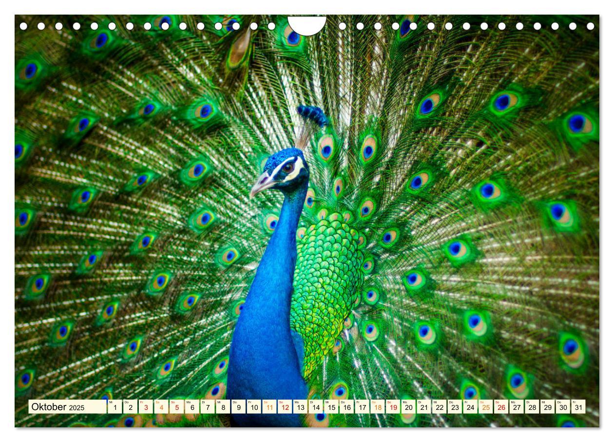 Bild: 9783383953460 | Schöner Pfau (Wandkalender 2025 DIN A4 quer), CALVENDO Monatskalender