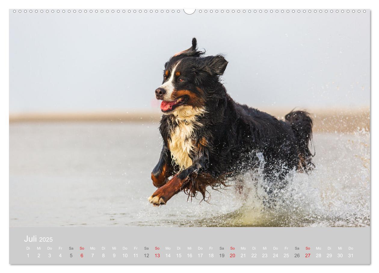 Bild: 9783435659012 | Liebling BERNER SENNENHUND (Wandkalender 2025 DIN A2 quer),...