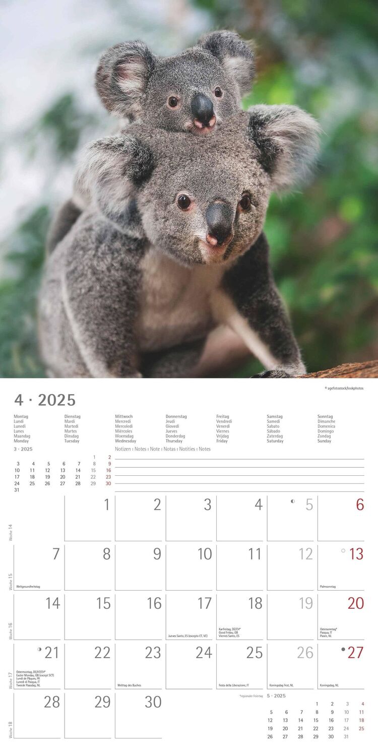 Bild: 4251732340759 | Koalas 2025 - Broschürenkalender 30x30 cm (30x60 geöffnet) -...