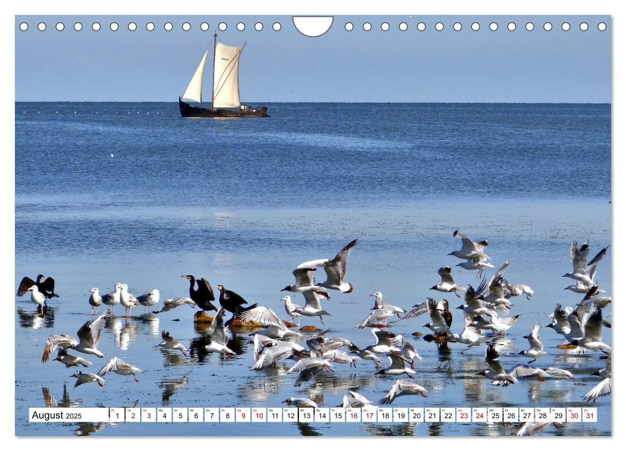 Bild: 9783435010936 | Unter Segeln übers Kurische Haff (Wandkalender 2025 DIN A4 quer),...