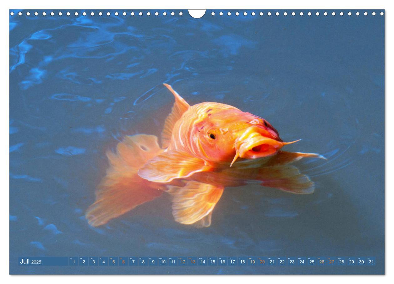 Bild: 9783435129263 | Koi: Juwelen im Teich (Wandkalender 2025 DIN A3 quer), CALVENDO...