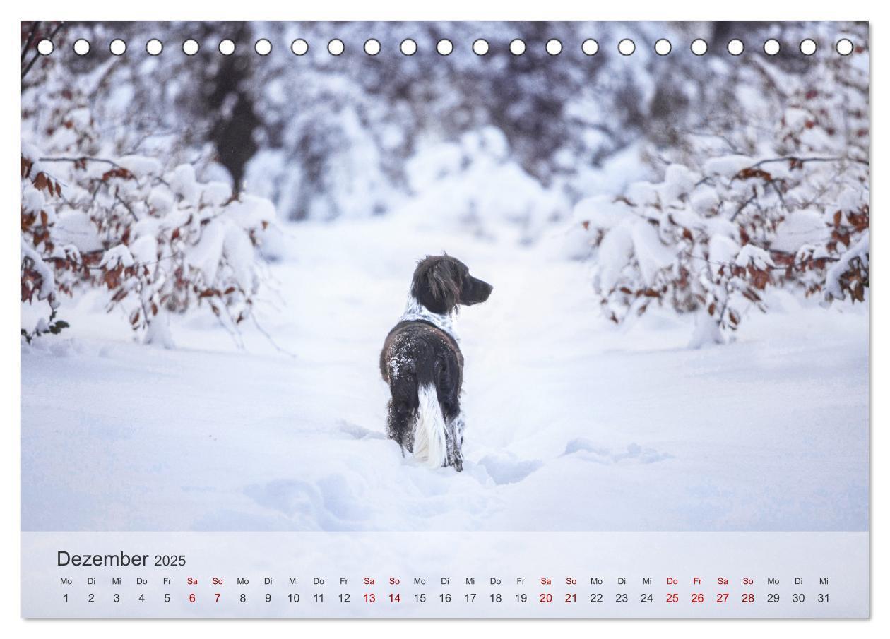 Bild: 9783457145807 | Der kleine Münsterländer (Tischkalender 2025 DIN A5 quer), CALVENDO...