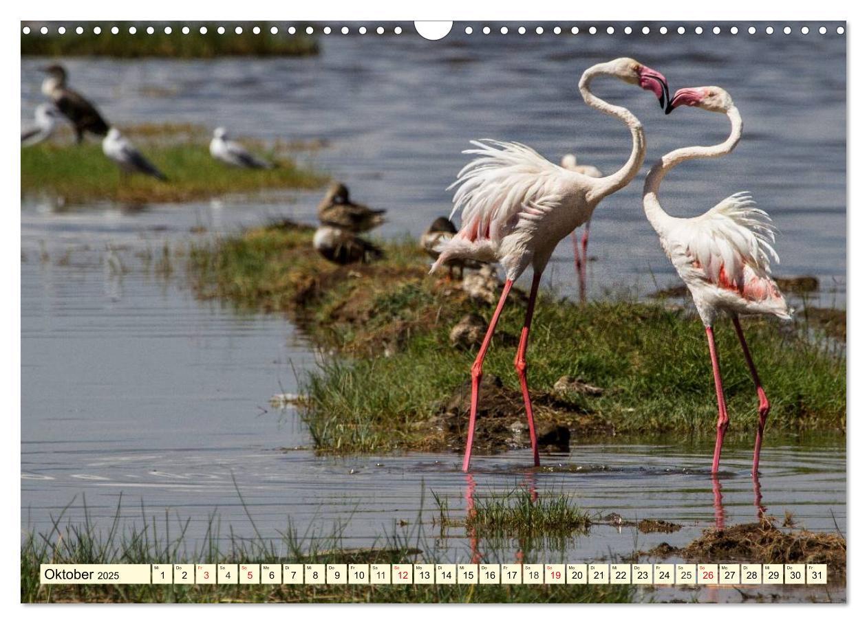 Bild: 9783435491766 | Wildes Leben in Botswana (Wandkalender 2025 DIN A3 quer), CALVENDO...