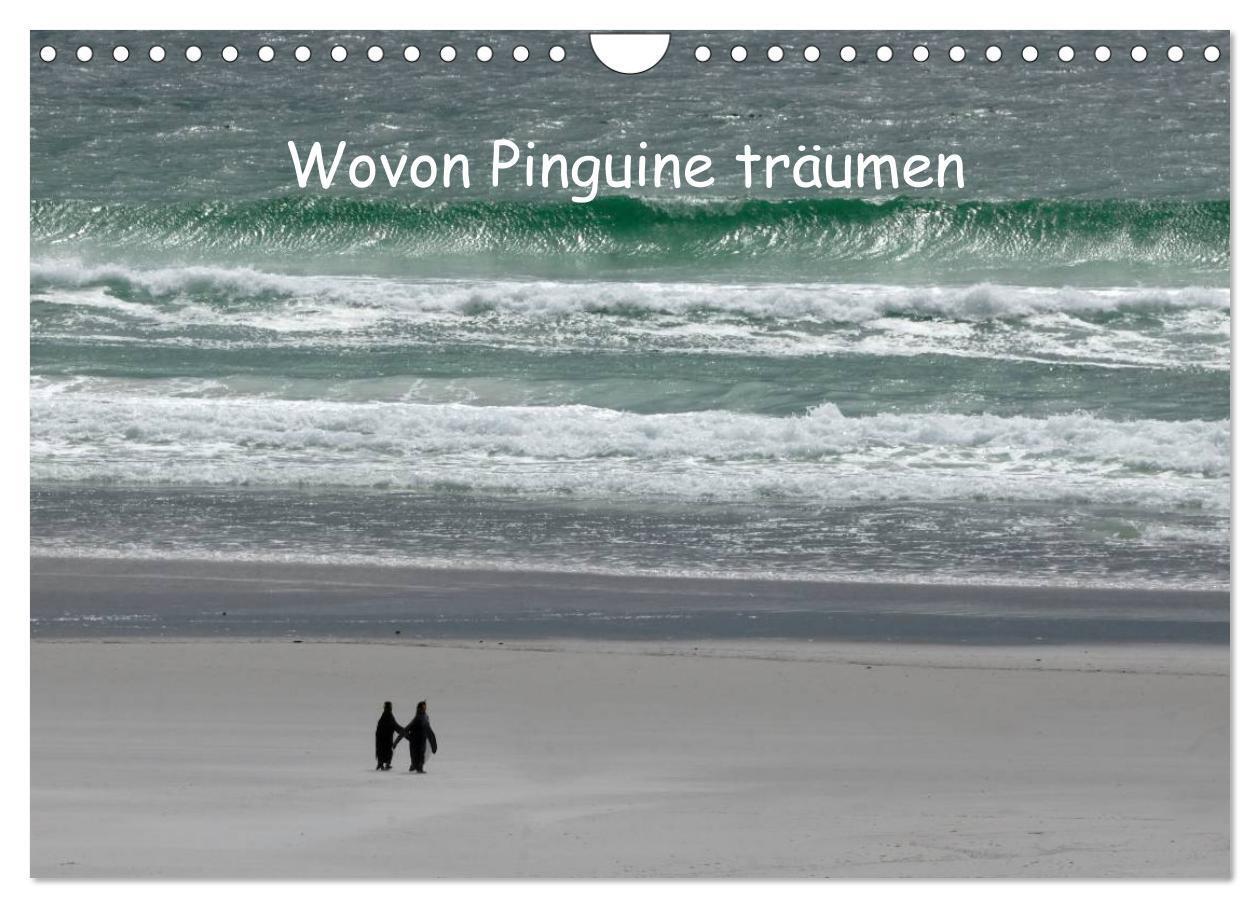 Cover: 9783383601699 | Wovon Pinguine träumen (Wandkalender 2024 DIN A4 quer), CALVENDO...