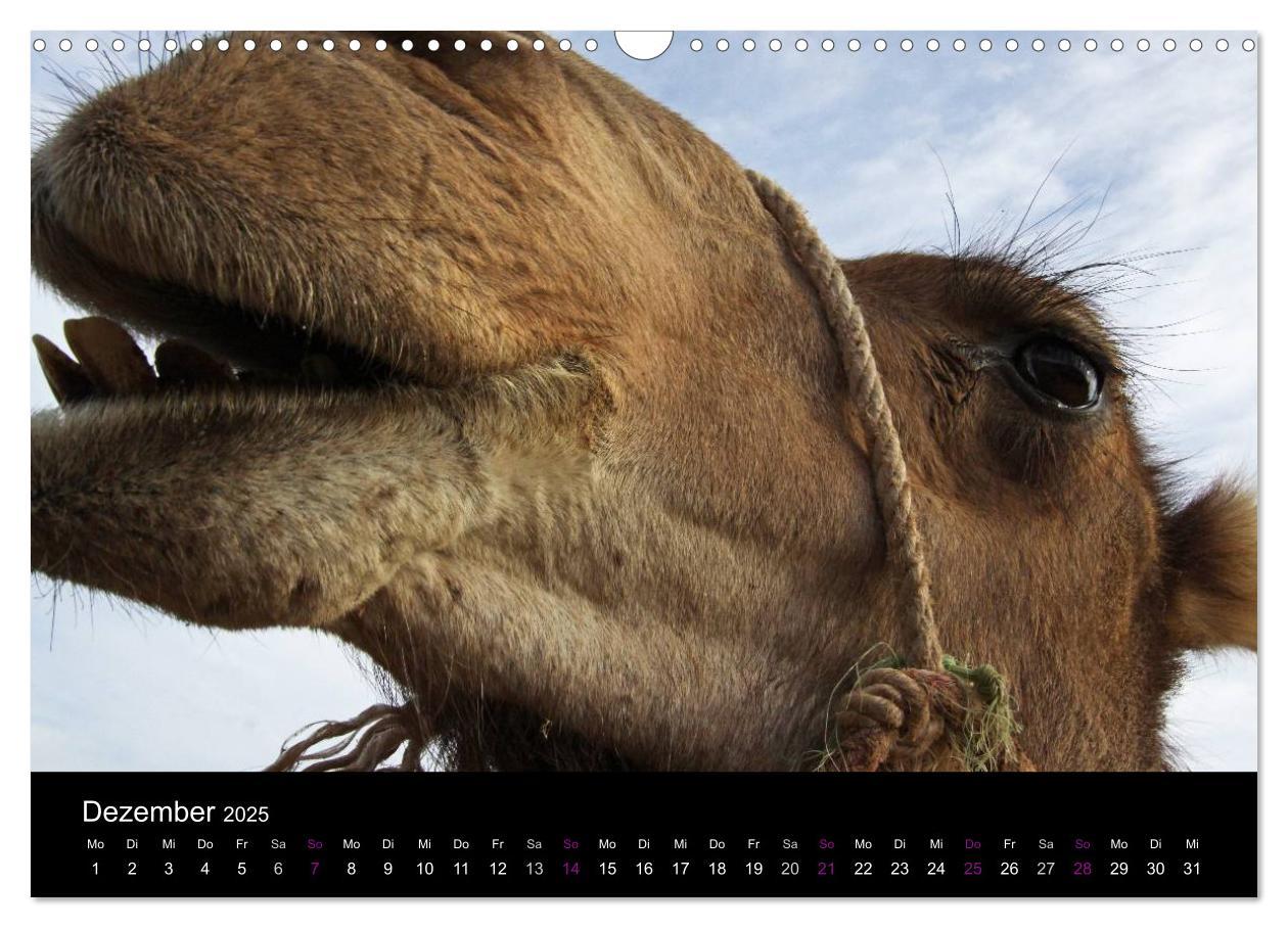 Bild: 9783435709588 | Kamele 2025 - Unterwegs mit zottigen Wüstenschiffen (Wandkalender...