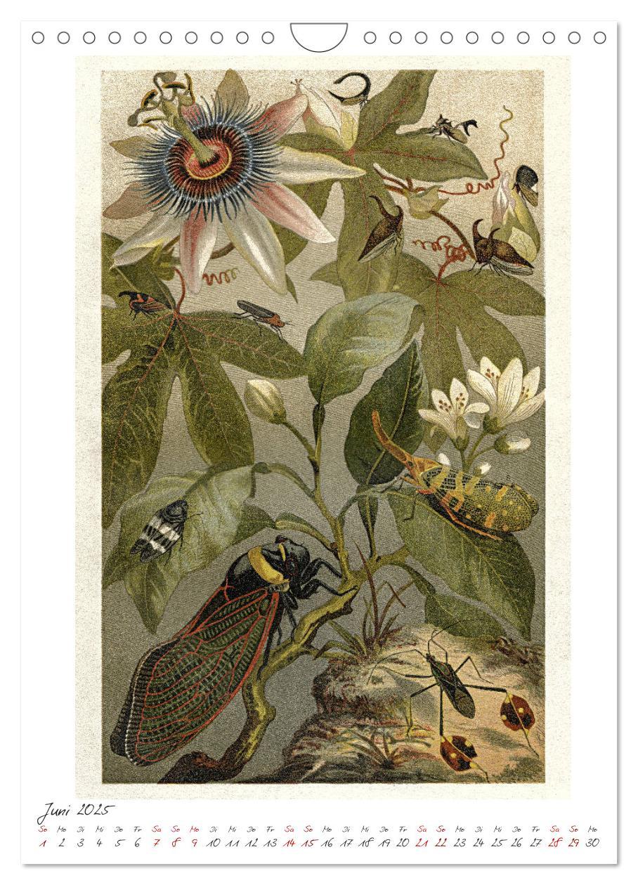 Bild: 9783435978908 | Formenspiele der Evolution. Chromolithographien des 19....