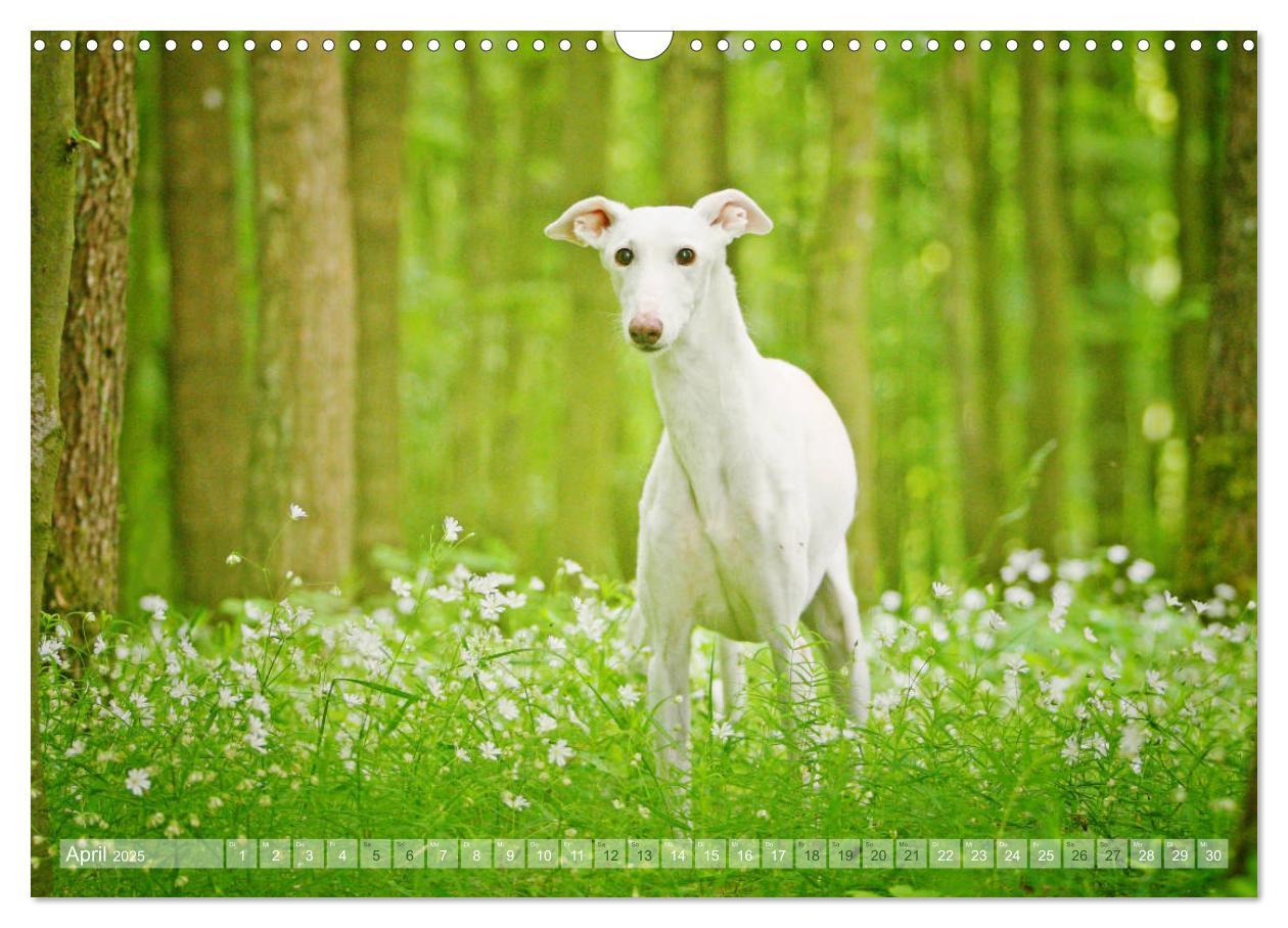 Bild: 9783435440689 | Zauberhafte Windhunde (Wandkalender 2025 DIN A3 quer), CALVENDO...