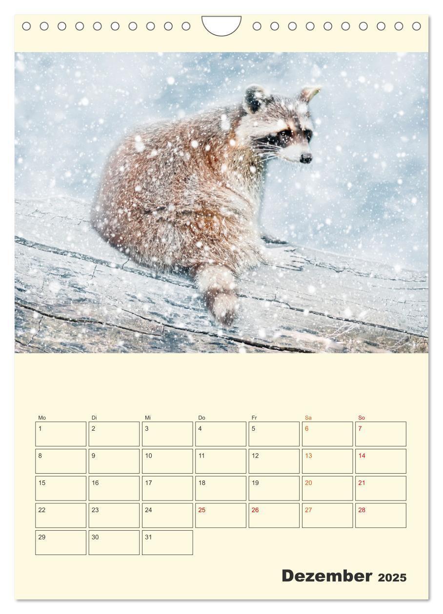 Bild: 9783435903825 | Drolliger Waschbär (Wandkalender 2025 DIN A4 hoch), CALVENDO...