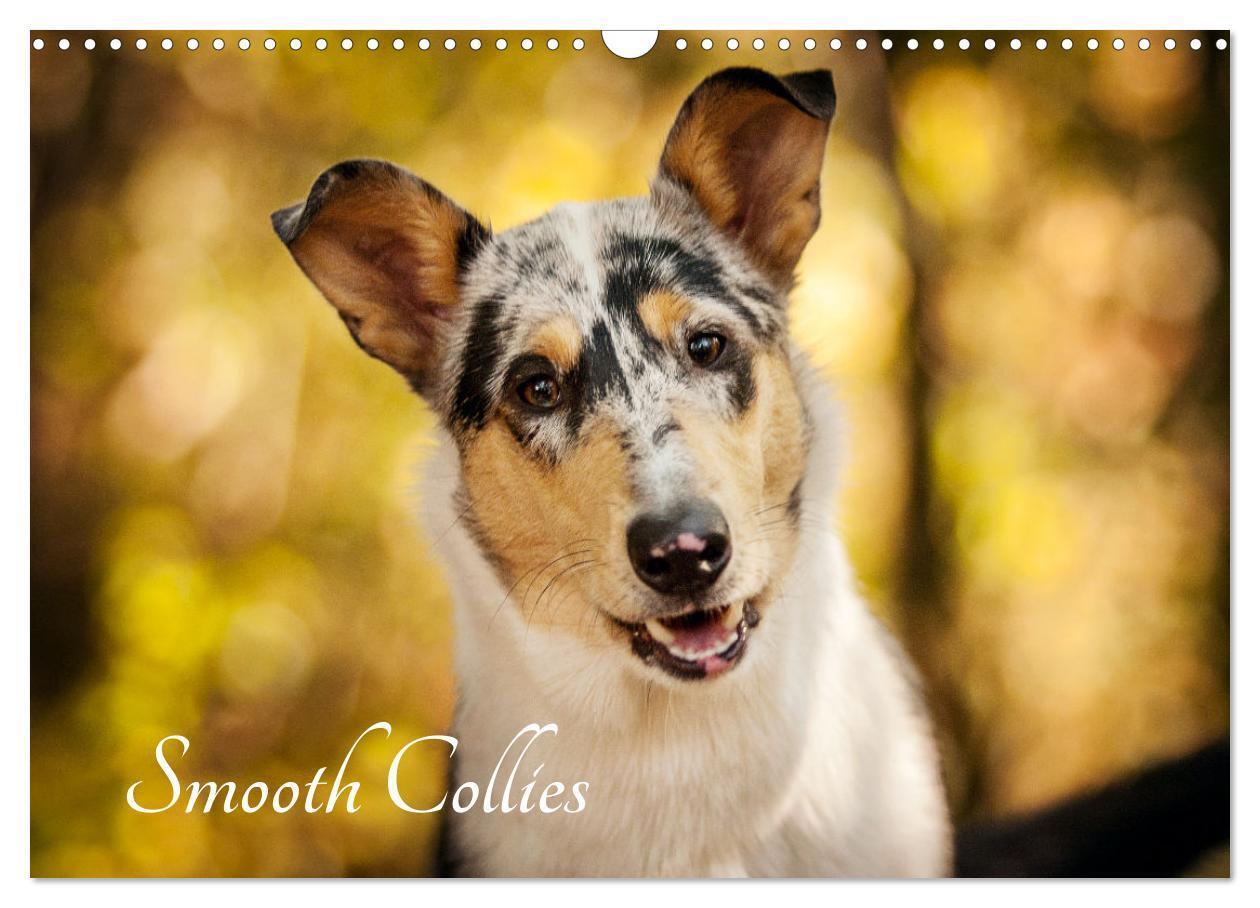 Cover: 9783435580859 | Smooth Collies (Wandkalender 2025 DIN A3 quer), CALVENDO...