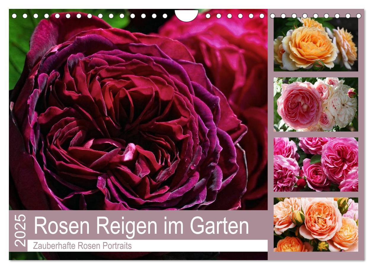 Cover: 9783435453566 | Rosen Reigen im Garten (Wandkalender 2025 DIN A4 quer), CALVENDO...