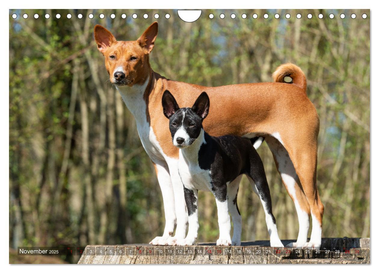 Bild: 9783383845758 | Basenji-Schönheiten (Wandkalender 2025 DIN A4 quer), CALVENDO...